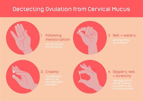 ovulatory mucus but negative